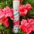 Batiste Strength &amp; Shine Dry Shampoo